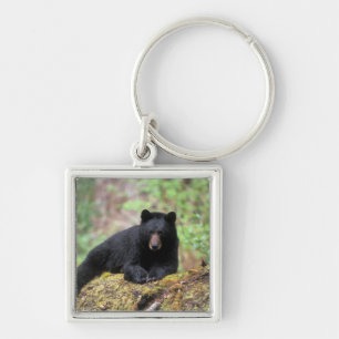 Schwarzbär auf einem alten Baumstamm in der Schlüsselanhänger