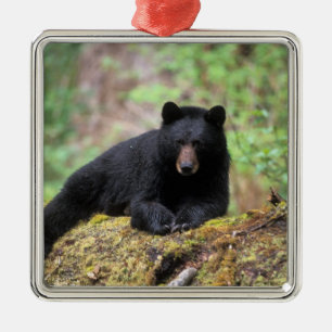 Schwarzbär auf einem alten Baumstamm in der Silbernes Ornament