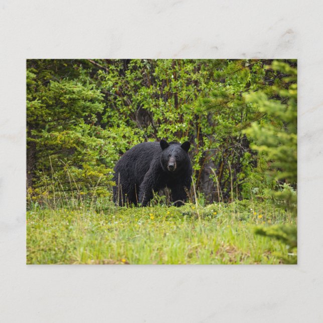 Schwarzbär im Wald Postkarte (Vorderseite)