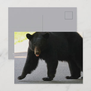 Schwarzbär in Cades Cove - Great Smokey Mountains Postkarte