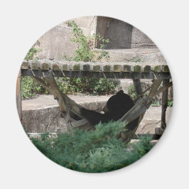Schwarzbär in der Hammock Magnet