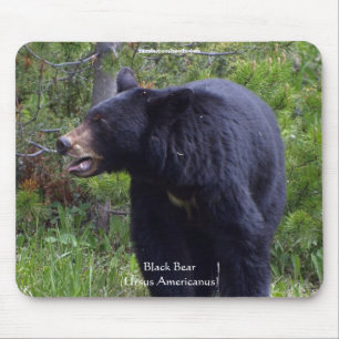 Schwarzbär & Kiefernwald-Wildlife-Mauspad Mousepad