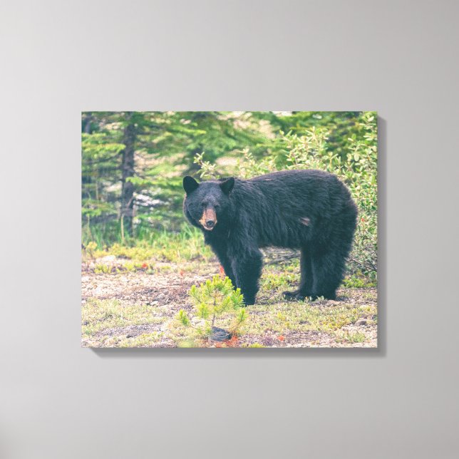 Schwarzbär Leinwanddruck (Vorderseite)