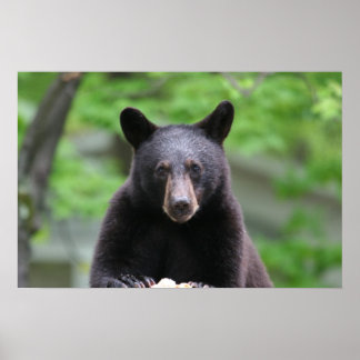 Schwarzbär Poster