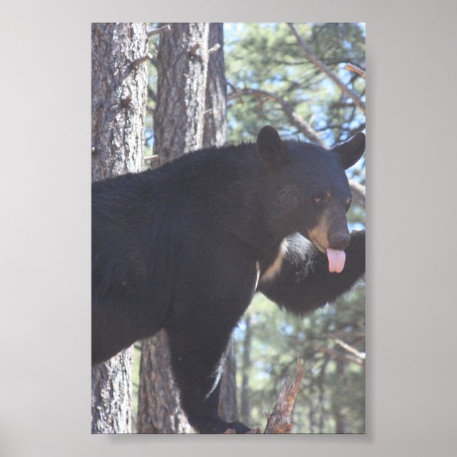 Schwarzbär  poster (Vorne)