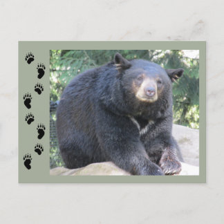 Schwarzbär Postkarte