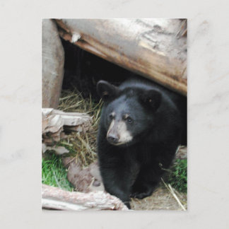 Schwarzbär Postkarte