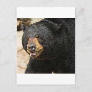 Schwarzbär Postkarte