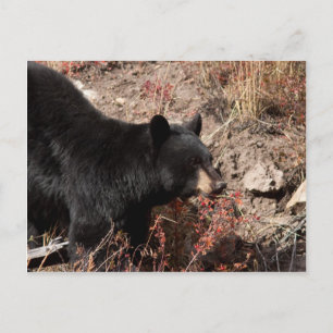 Schwarzbär Postkarte