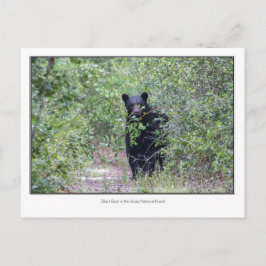 Schwarzbär Postkarte