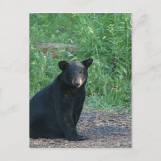 Schwarzbär Postkarte