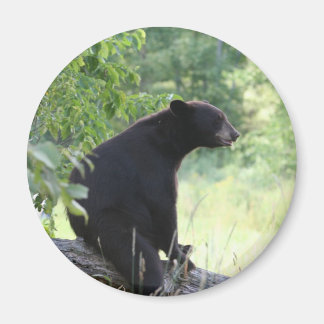 Schwarzbär sitzend Baum Magnet