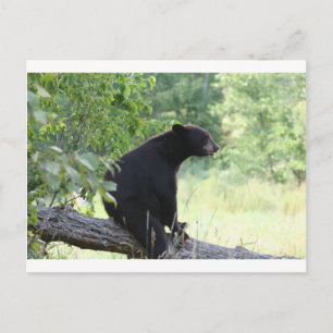 Schwarzbär sitzend Baum Postkarte