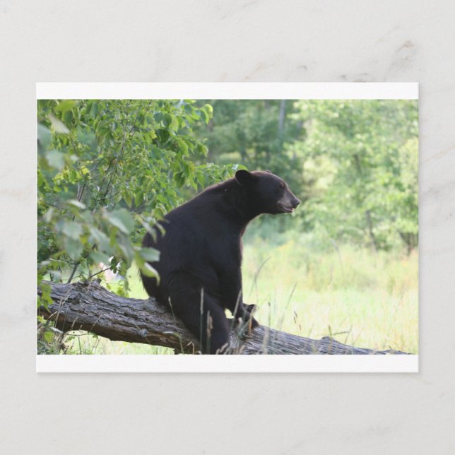 Schwarzbär sitzend Baum Postkarte (Vorderseite)