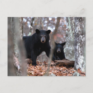 Schwarzbär und Kupfer Postkarte