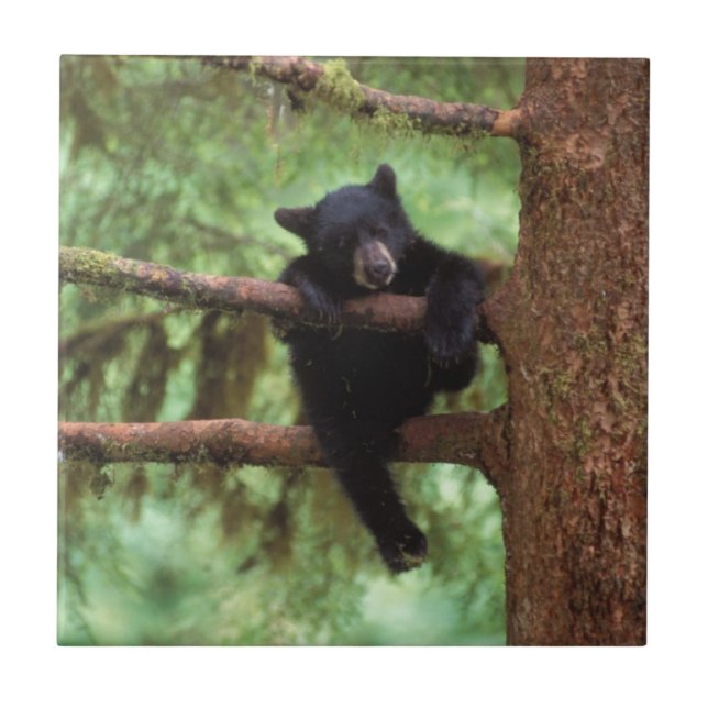 Schwarzbär, Ursus americanus, cub in einem Baum Fliese (Vorderseite)