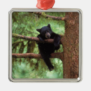 Schwarzbär, Ursus americanus, cub in einem Baum Ornament Aus Metall
