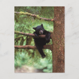 Schwarzbär, Ursus americanus, cub in einem Baum Postkarte
