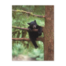 Schwarzbär, Ursus americanus, cub in einem Baum