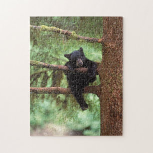 Schwarzbär, Ursus americanus, cub in einem Baum Puzzle