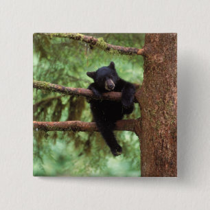 Schwarzbär, Ursus americanus, Jungtier in einem Ba Button