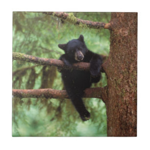 Schwarzbär, Ursus americanus, Jungtier in einem Ba Fliese
