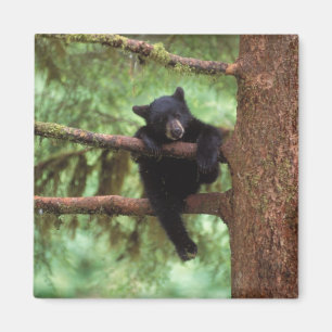 Schwarzbär, Ursus americanus, Jungtier in einem Ba Magnet