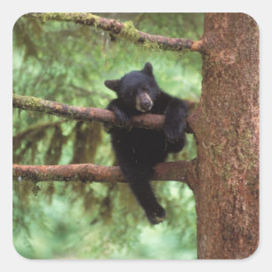 Schwarzbär, Ursus americanus, Jungtier in einem Ba Quadratischer Aufkleber