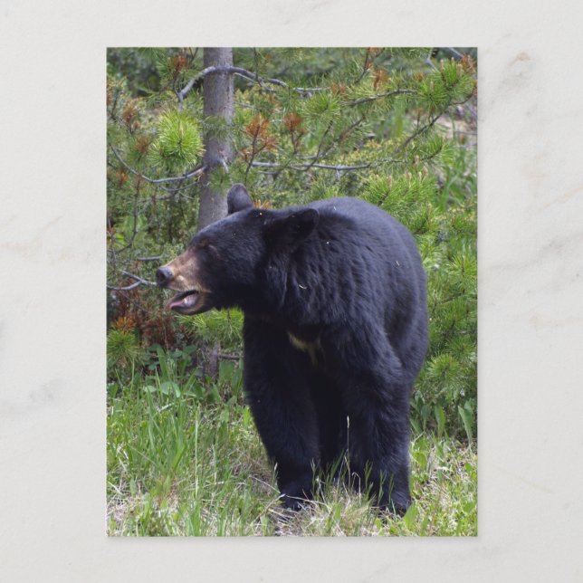 Schwarzbär-Wildlife-Postkarte Postkarte (Vorderseite)