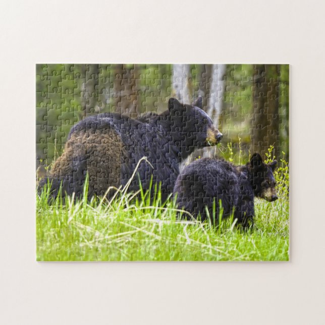 Schwarzbären Montana. Jigsaw Puzzle (Horizontal)