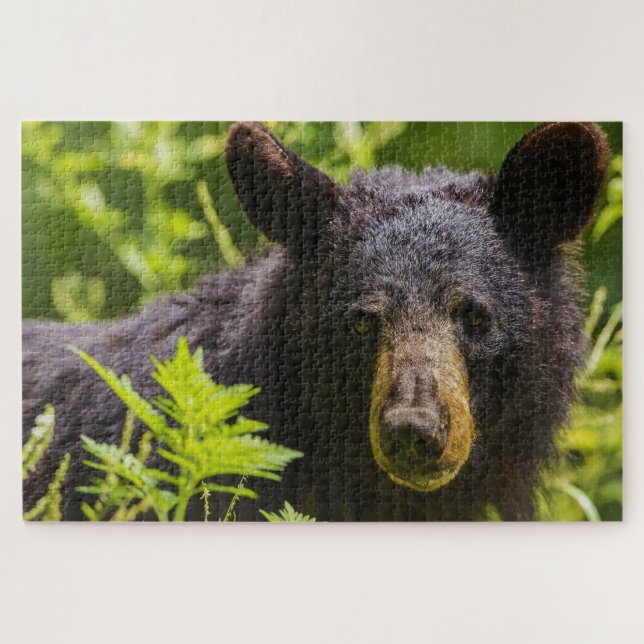Schwarzbären. Puzzle (Horizontal)