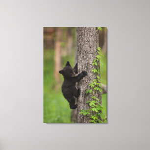 Schwarzbärenjunges klettert auf einen Baum Leinwanddruck