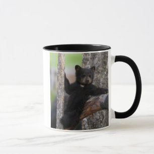 Schwarzbärenjunges ruht sich aus tasse