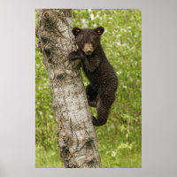 Schwarzbärenkuppe im Baum