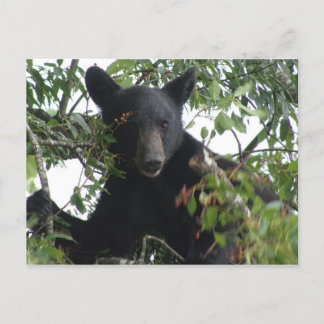 Schwarzbärenkuppe im Baum Postkarte