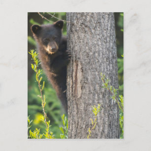 Schwarzbärenkuppe im Springtime Postkarte