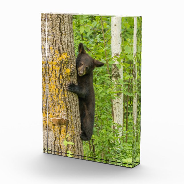 Schwarzbärenkuppe | Minnesota Fotoblock (Rechts)