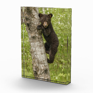 Schwarzbärjunges im Baum Fotoblock