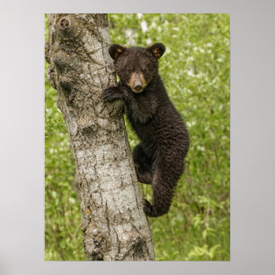 Schwarzbärjunges im Baum Poster