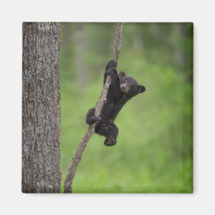 Schwarzbärjunges spielt auf einem Baumast Magnet