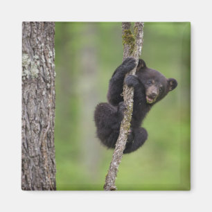 Schwarzbärjunges spielt, Tennessee Magnet