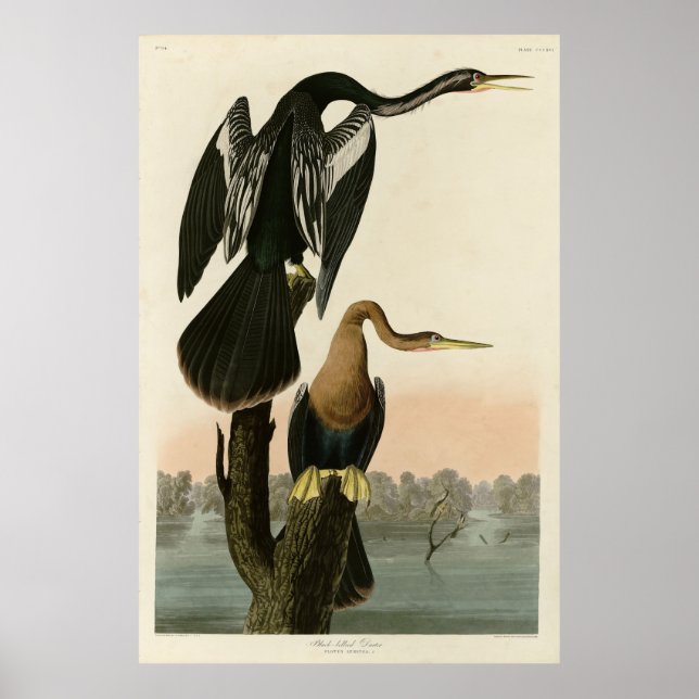 Schwarzbaucher Darter von Audubon Birds of America Poster (Vorne)