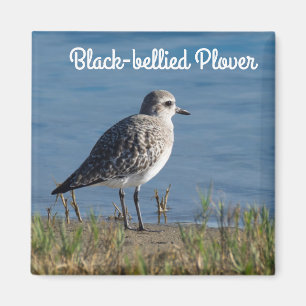 Schwarzbauchpfeifer Magnet