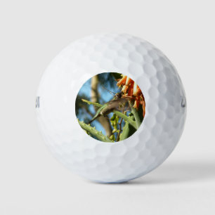 Schwarzbraun-Hummingvogel im Flug Golfball
