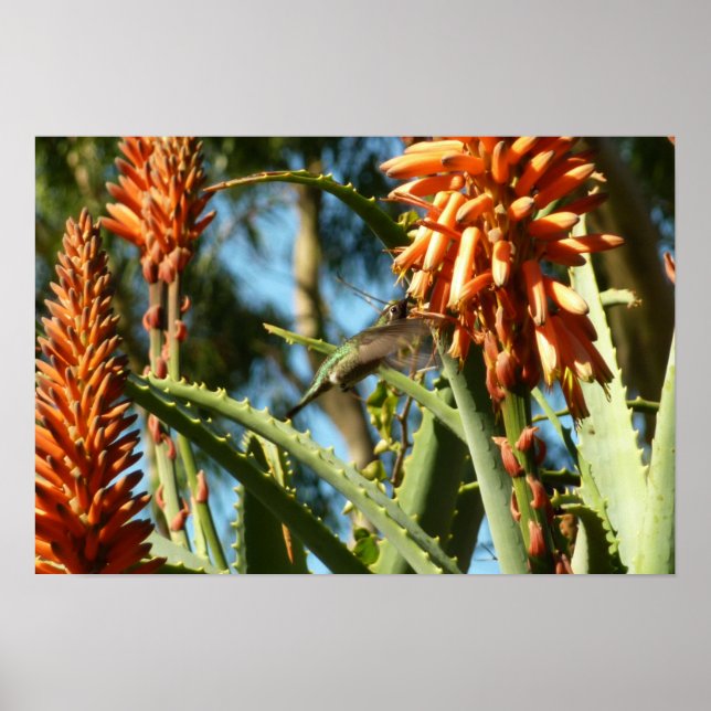 Schwarzbraun-Hummingvogel im Flug Poster (Vorne)
