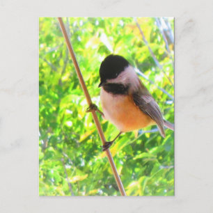 Schwarzdeckchen-Kohlmeise Niedliches Fröhliches Si Postkarte