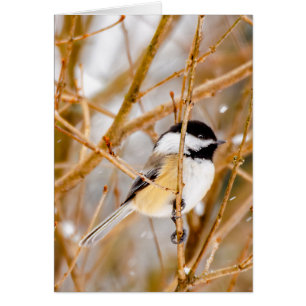 Schwarzdeckenameise - Originalfotografie