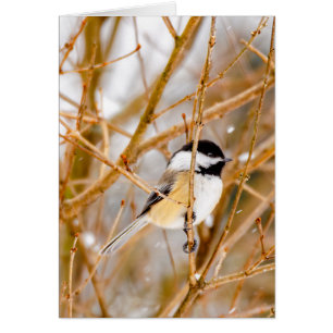 Schwarzdeckenameise - Originalfotografie