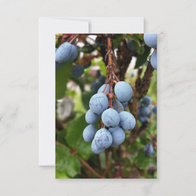 Schwarzdornfrucht (Vorderseite)