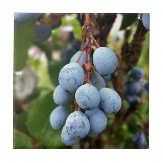 Schwarzdornfrucht Fliese (Vorderseite)